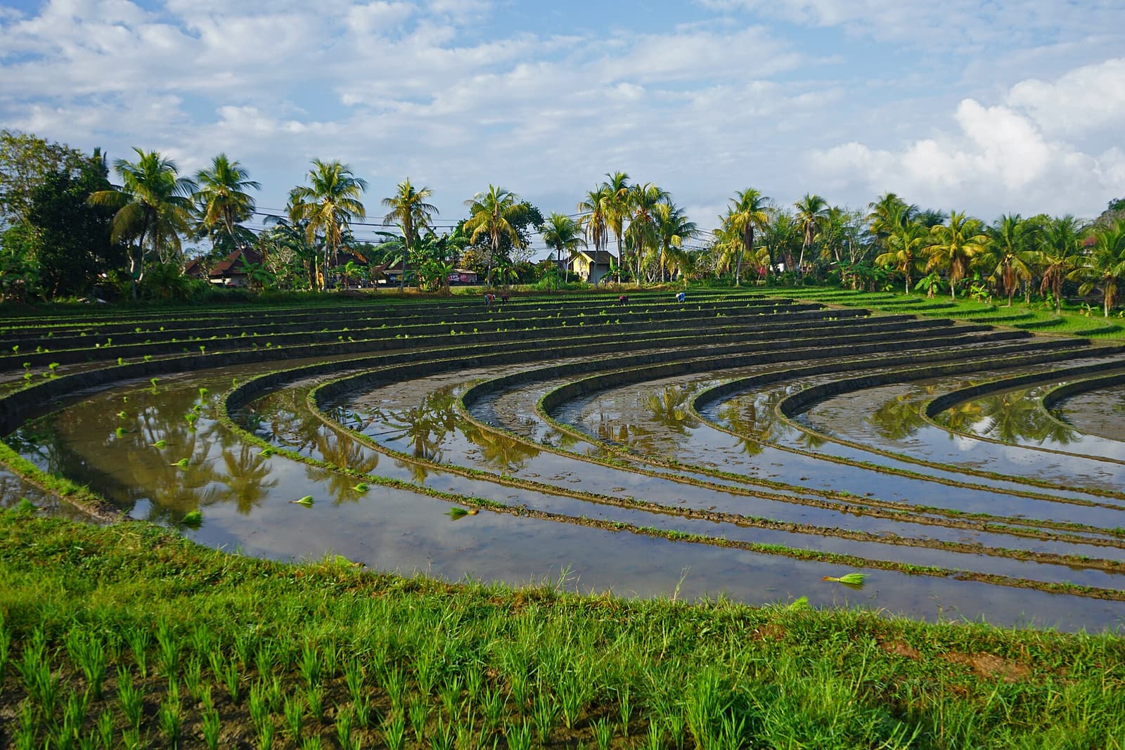 Rizières inondées bordées de cocotiers à Bali