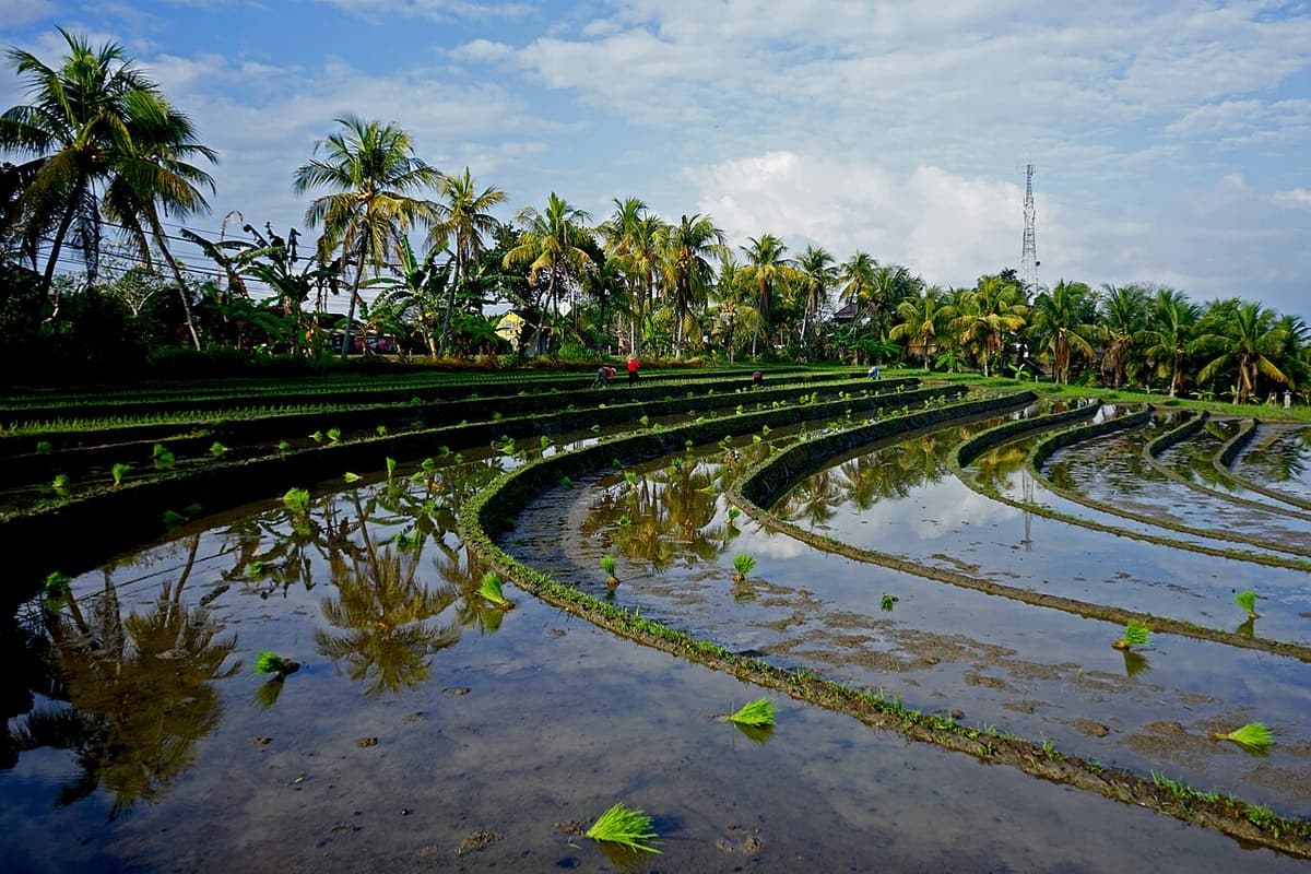 Rizières en terrasses inondées, aux courbes bordées de cocotiers, à Bali