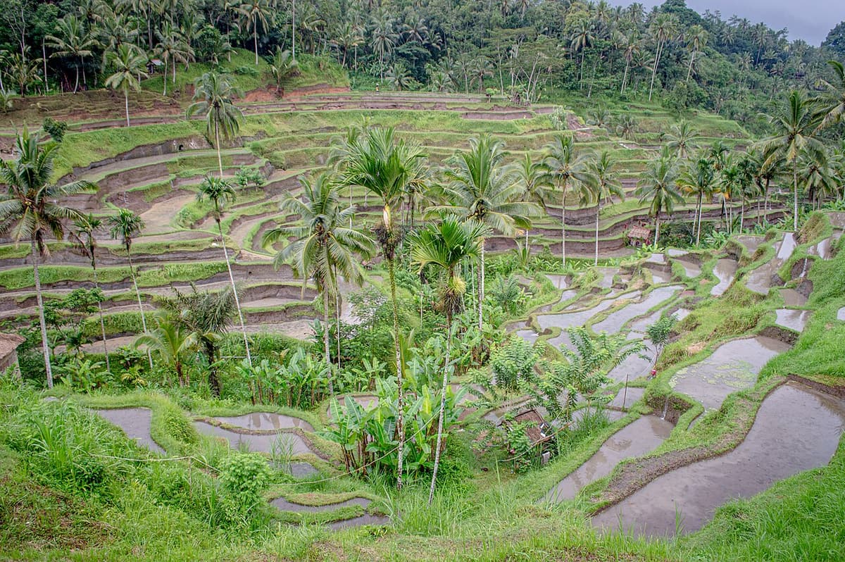Les rizières en terrasses de Tegallalang, au nord d’Ubud